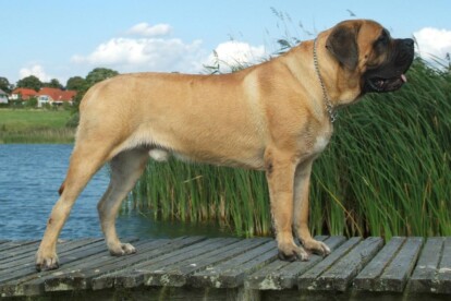 Mastiff Don Theo von der Villa Graf Mastiff Don Theo von der Villa Graf