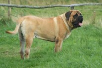 Mastiff Don Theo von der Villa Graf Mastiff Don Theo von der Villa Graf