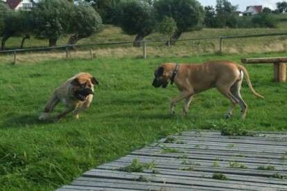 Mastiff Don Theo von der Villa Graf Mastiff Don Theo von der Villa Graf