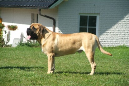 Mastiff Don Theo von der Villa Graf Mastiff Don Theo von der Villa Graf