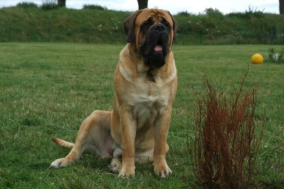 Mastiff Don Theo von der Villa Graf Mastiff Don Theo von der Villa Graf