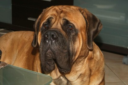 Mastiff Don Theo von der Villa Graf Mastiff Don Theo von der Villa Graf