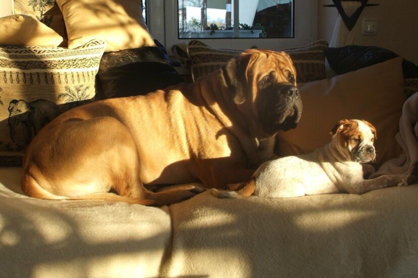 Mastiff Don Theo von der Villa Graf Mastiff Don Theo von der Villa Graf