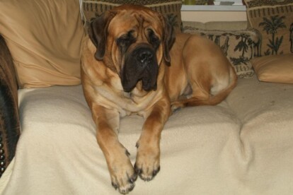 Mastiff Don Theo von der Villa Graf Mastiff Don Theo von der Villa Graf