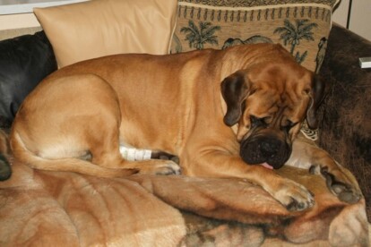 Mastiff Don Theo von der Villa Graf Mastiff Don Theo von der Villa Graf