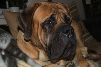 Mastiff Don Theo von der Villa Graf Mastiff Don Theo von der Villa Graf