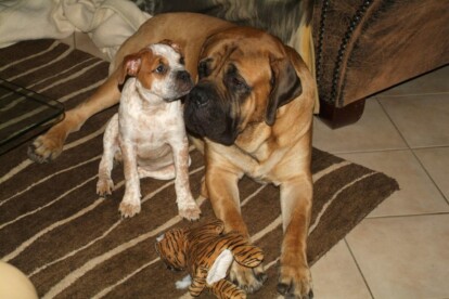 Mastiff Don Theo von der Villa Graf Mastiff Don Theo von der Villa Graf