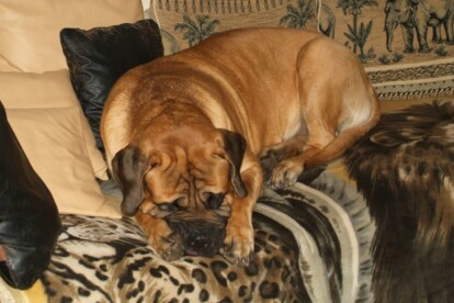 Mastiff Don Theo von der Villa Graf Mastiff Don Theo von der Villa Graf