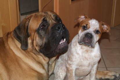 Mastiff Don Theo von der Villa Graf Mastiff Don Theo von der Villa Graf