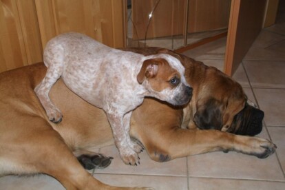 Mastiff Don Theo von der Villa Graf Mastiff Don Theo von der Villa Graf