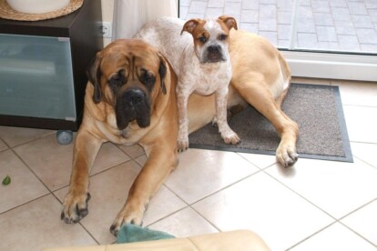Mastiff Don Theo von der Villa Graf Mastiff Don Theo von der Villa Graf