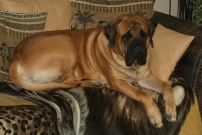 Mastiff Don Theo von der Villa Graf Mastiff Don Theo von der Villa Graf