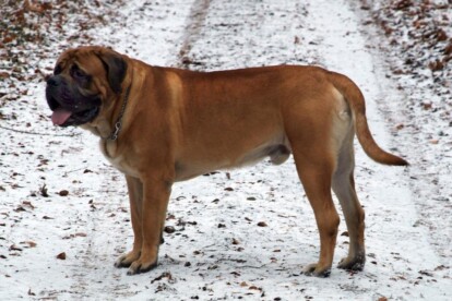 Mastiff Don Theo von der Villa Graf Mastiff Don Theo von der Villa Graf