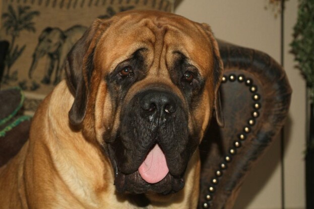 Mastiff Don Theo von der Villa Graf Mastiff Don Theo von der Villa Graf