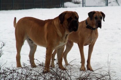 Mastiff Don Theo von der Villa Graf Mastiff Don Theo von der Villa Graf