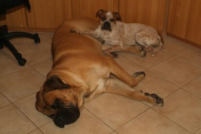 Mastiff Don Theo von der Villa Graf Mastiff Don Theo von der Villa Graf