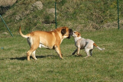 Mastiff Don Theo von der Villa Graf Mastiff Don Theo von der Villa Graf