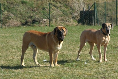Mastiff Don Theo von der Villa Graf Mastiff Don Theo von der Villa Graf