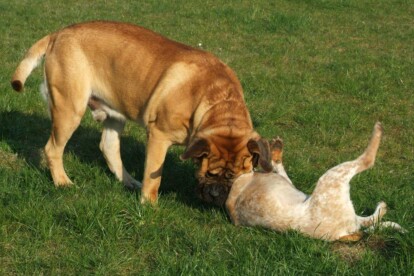 Mastiff Don Theo von der Villa Graf Mastiff Don Theo von der Villa Graf