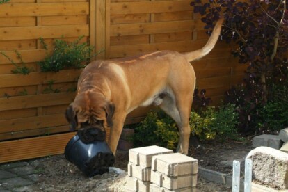 Mastiff Don Theo von der Villa Graf Mastiff Don Theo von der Villa Graf