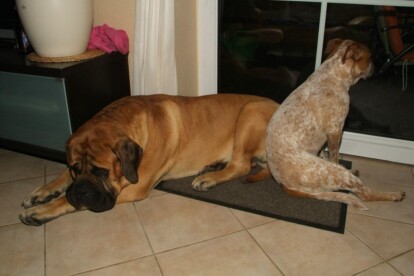 Mastiff Don Theo von der Villa Graf Mastiff Don Theo von der Villa Graf