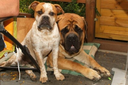 Mastiff Don Theo von der Villa Graf Mastiff Don Theo von der Villa Graf