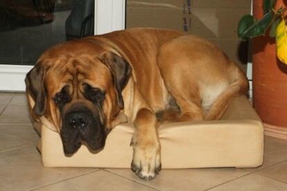 Mastiff Don Theo von der Villa Graf Mastiff Don Theo von der Villa Graf