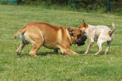 Mastiff Don Theo von der Villa Graf Mastiff Don Theo von der Villa Graf