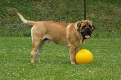 Mastiff Don Theo von der Villa Graf Mastiff Don Theo von der Villa Graf