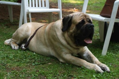 Mastiff Don Theo von der Villa Graf Mastiff Don Theo von der Villa Graf