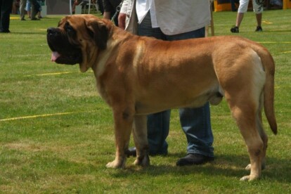 Mastiff Don Theo von der Villa Graf Mastiff Don Theo von der Villa Graf