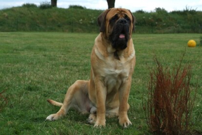 Mastiff Don Theo von der Villa Graf Mastiff Don Theo von der Villa Graf