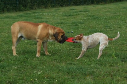 Mastiff Don Theo von der Villa Graf Mastiff Don Theo von der Villa Graf