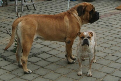 Mastiff Don Theo von der Villa Graf Mastiff Don Theo von der Villa Graf