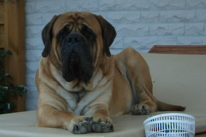 Mastiff Don Theo von der Villa Graf Mastiff Don Theo von der Villa Graf