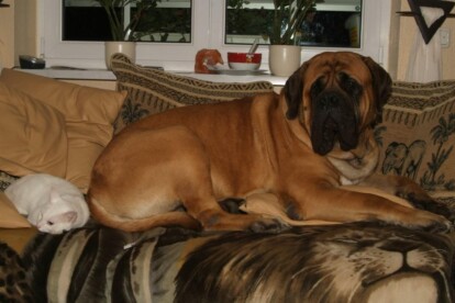 Mastiff Don Theo von der Villa Graf Mastiff Don Theo von der Villa Graf