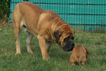 Mastiff Don Theo von der Villa Graf Mastiff Don Theo von der Villa Graf