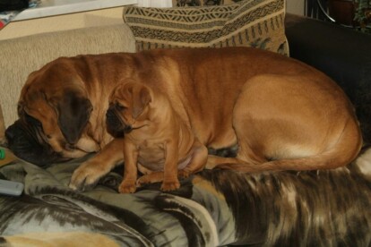 Mastiff Don Theo von der Villa Graf Mastiff Don Theo von der Villa Graf