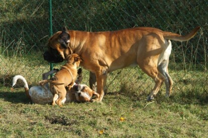 Mastiff Don Theo von der Villa Graf Mastiff Don Theo von der Villa Graf