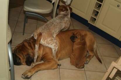 Mastiff Don Theo von der Villa Graf Mastiff Don Theo von der Villa Graf