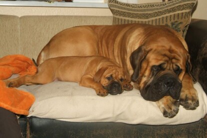 Mastiff Don Theo von der Villa Graf Mastiff Don Theo von der Villa Graf