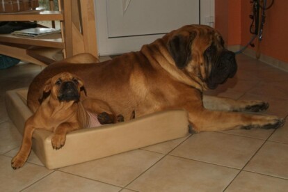 Mastiff Don Theo von der Villa Graf Mastiff Don Theo von der Villa Graf