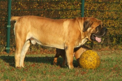 Mastiff Don Theo von der Villa Graf Mastiff Don Theo von der Villa Graf