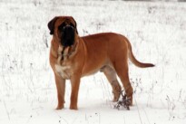 Mastiff Don Theo von der Villa Graf Mastiff Don Theo von der Villa Graf