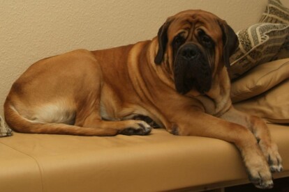 Mastiff Don Theo von der Villa Graf Mastiff Don Theo von der Villa Graf