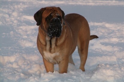 Mastiff Don Theo von der Villa Graf Mastiff Don Theo von der Villa Graf