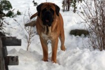 Mastiff Don Theo von der Villa Graf Mastiff Don Theo von der Villa Graf