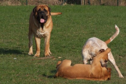 Mastiff Don Theo von der Villa Graf Mastiff Don Theo von der Villa Graf