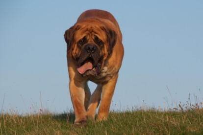 Mastiff Don Theo von der Villa Graf Mastiff Don Theo von der Villa Graf
