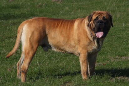 Mastiff Don Theo von der Villa Graf Mastiff Don Theo von der Villa Graf